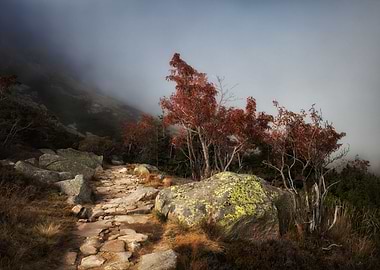 Path In Misty Mountains