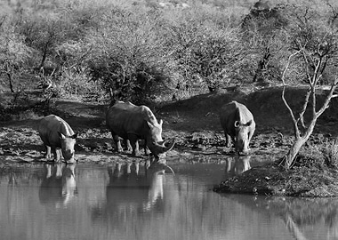Rhinos at the water point