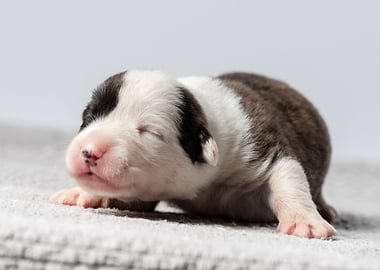 Welsh Corgi Cardigan