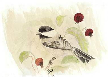 Chickadee