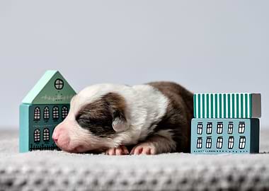 Welsh Corgi Cardigan