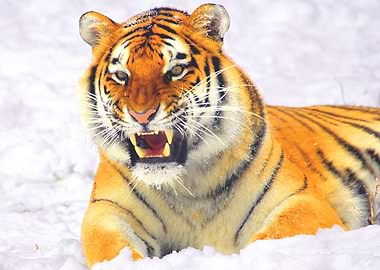 tiger