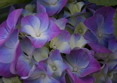 hydrangea in bloom