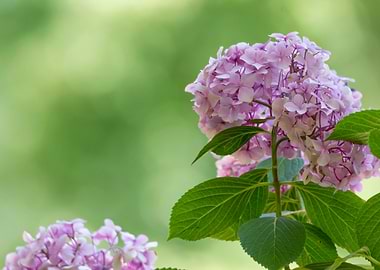 hydrangea in bloom