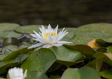 white waterlily on water