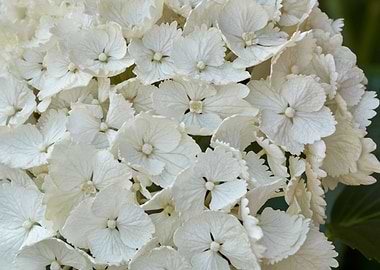 hydrangea in bloom