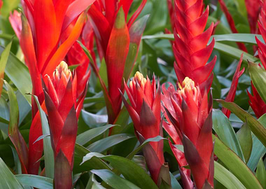 vriesea carinata flower