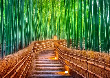 Bamboo wood forest in japa