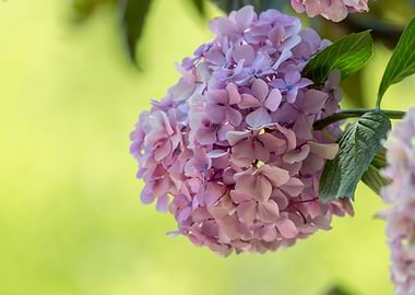 hydrangea in bloom