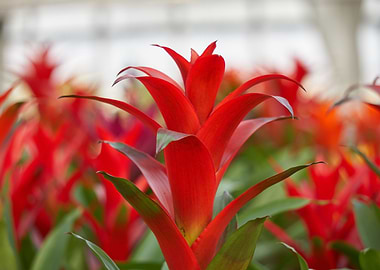 guzmania lingulata flower