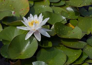 white waterlily on water