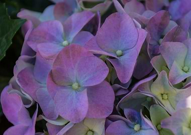 hydrangea in bloom