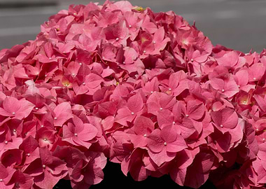 hydrangea in bloom