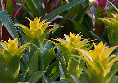 guzmania lingulata in the