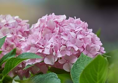 hydrangea in bloom