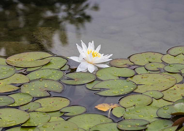white waterlily on water
