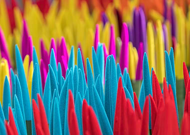 colorful sansevieria