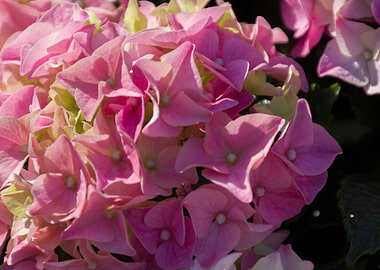 hydrangea in bloom