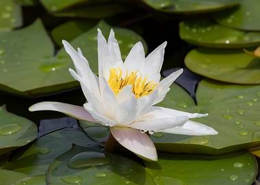 white waterlily on water