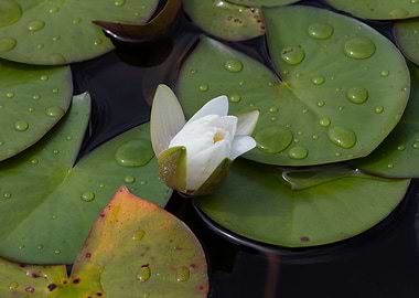 white waterlily on water