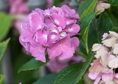 hydrangea in bloom