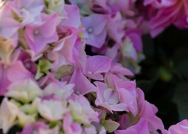 hydrangea in bloom