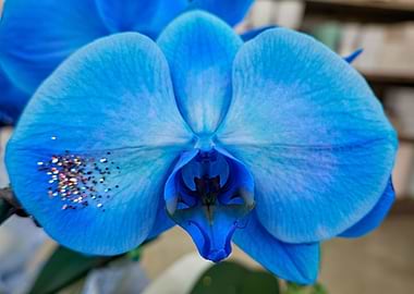 scenic blue orchid