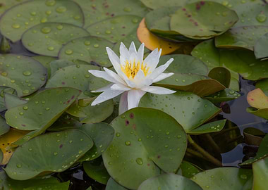 white waterlily on water