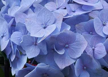hydrangea in bloom