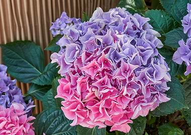hydrangea in bloom