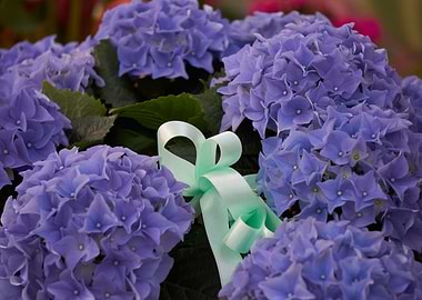 hydrangea in bloom