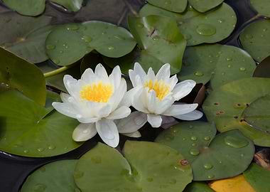 white waterlily on water