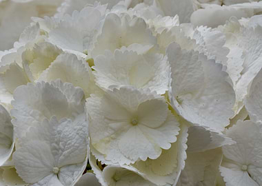 hydrangea in bloom