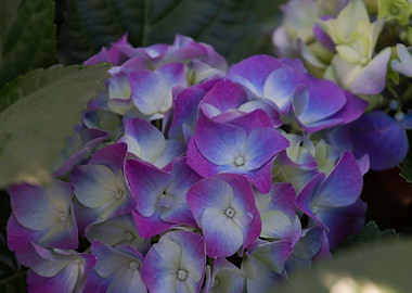 hydrangea in bloom