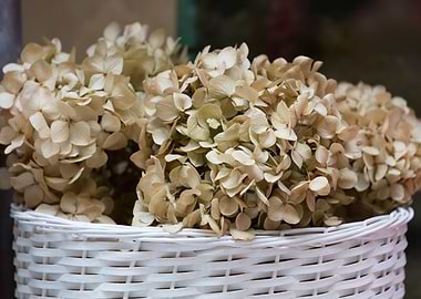 hydrangea in bloom