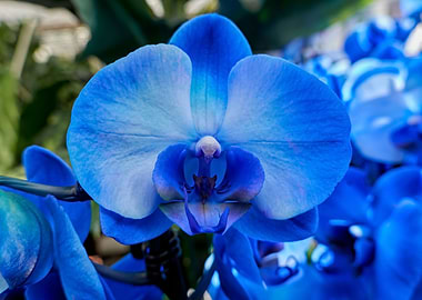 scenic blue orchid