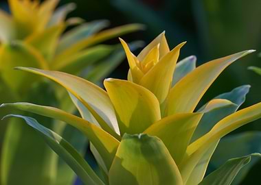guzmania lingulata in the