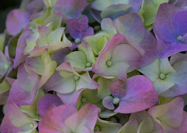 hydrangea in bloom