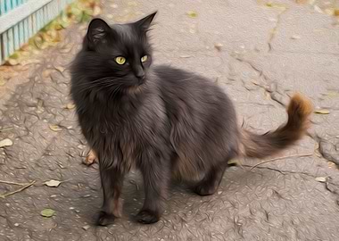 Black Kitty