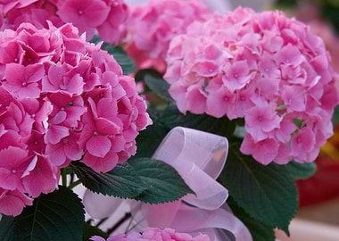 hydrangea in bloom