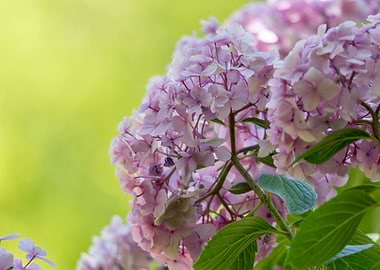 hydrangea in bloom