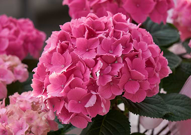 hydrangea in bloom