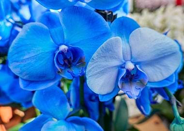 scenic blue orchid