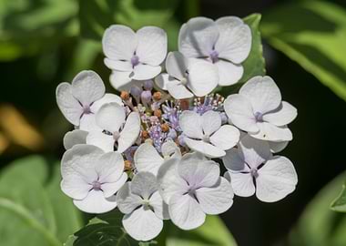 hydrangea in bloom