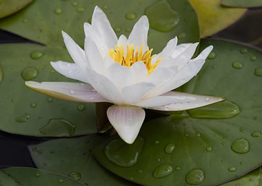 white waterlily on water
