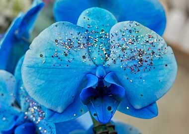 scenic blue orchid