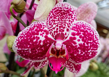 orchid in bloom