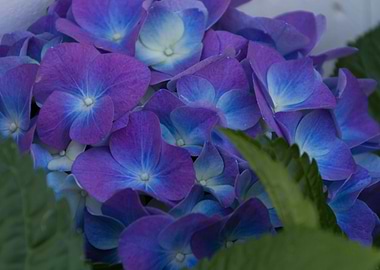 hydrangea in bloom