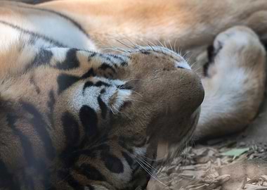 bengal tiger sleeping