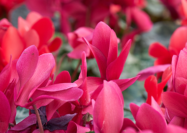 pink cyclamen in bloom